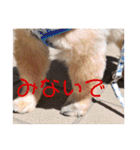犬の表情豊かな日常スタンプ（個別スタンプ：39）