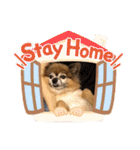 犬の表情豊かな日常スタンプ（個別スタンプ：40）