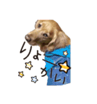 ショートくんの日常使えるスタンプ（個別スタンプ：11）