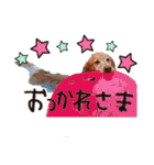 ショートくんの日常使えるスタンプ（個別スタンプ：16）