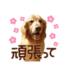 ショートくんの日常使えるスタンプ（個別スタンプ：24）