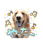 ショートくんの日常使えるスタンプ（個別スタンプ：30）