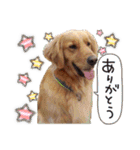 ショートくんの日常使えるスタンプ（個別スタンプ：32）