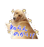 ショートくんの日常使えるスタンプ（個別スタンプ：36）