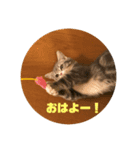 おしゃべりネコさん2（個別スタンプ：1）
