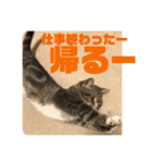 おしゃべりネコさん2（個別スタンプ：6）