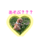 我が家のアイドルたち(ヴェルとセル)（個別スタンプ：24）