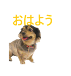 ななさんすたんぷ1（個別スタンプ：11）