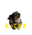 ななさんすたんぷ1（個別スタンプ：12）