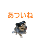 ななさんすたんぷ1（個別スタンプ：13）