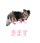 ななさんすたんぷ1（個別スタンプ：14）