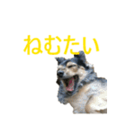 ななさんすたんぷ1（個別スタンプ：18）