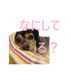 ななさんすたんぷ1（個別スタンプ：21）
