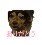 ななさんすたんぷ1（個別スタンプ：23）