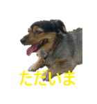 ななさんすたんぷ1（個別スタンプ：24）
