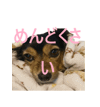 ななさんすたんぷ1（個別スタンプ：25）