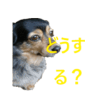 ななさんすたんぷ1（個別スタンプ：26）
