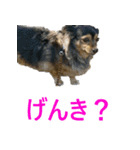 ななさんすたんぷ1（個別スタンプ：27）