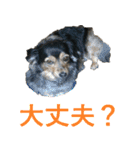 ななさんすたんぷ1（個別スタンプ：32）