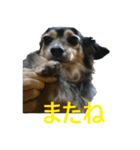 ななさんすたんぷ1（個別スタンプ：33）
