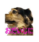 ななさんすたんぷ1（個別スタンプ：35）