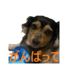 ななさんすたんぷ1（個別スタンプ：36）
