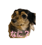 ななさんすたんぷ1（個別スタンプ：37）