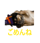ななさんすたんぷ1（個別スタンプ：38）