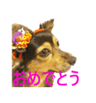 ななさんすたんぷ1（個別スタンプ：39）