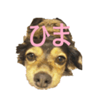 ななさんすたんぷ1（個別スタンプ：40）