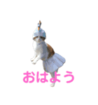 ポン太のスタンプ第3弾出来ました（個別スタンプ：1）