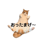 ポン太のスタンプ第3弾出来ました（個別スタンプ：3）
