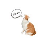 ポン太のスタンプ第3弾出来ました（個別スタンプ：16）