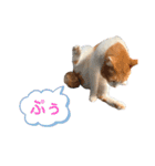 ポン太のスタンプ第3弾出来ました（個別スタンプ：24）