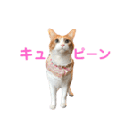 ポン太のスタンプ第3弾出来ました（個別スタンプ：32）