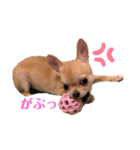 チワワのまるこ3（個別スタンプ：1）
