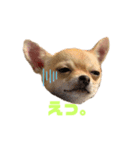 チワワのまるこ3（個別スタンプ：3）