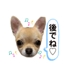 チワワのまるこ3（個別スタンプ：9）