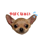 チワワのまるこ3（個別スタンプ：11）