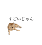 柴犬ユッズ7（個別スタンプ：1）