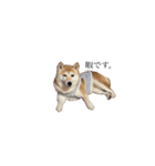 柴犬ユッズ7（個別スタンプ：2）