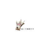柴犬ユッズ7（個別スタンプ：3）