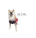 柴犬ユッズ7（個別スタンプ：5）