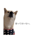 柴犬ユッズ7（個別スタンプ：6）
