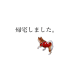柴犬ユッズ7（個別スタンプ：7）