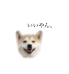 柴犬ユッズ7（個別スタンプ：8）