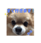 ポメ子のスタンプですよ。その3なのだ。（個別スタンプ：6）