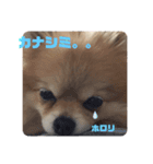 ポメ子のスタンプですよ。その3なのだ。（個別スタンプ：7）