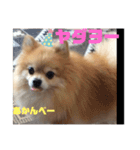 ポメ子のスタンプですよ。その3なのだ。（個別スタンプ：8）