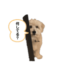 M家のシャイロちゃん（個別スタンプ：3）